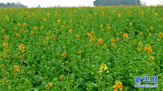  ͼΪ�Ͳ˻�ʢ�������»������������� �㣩