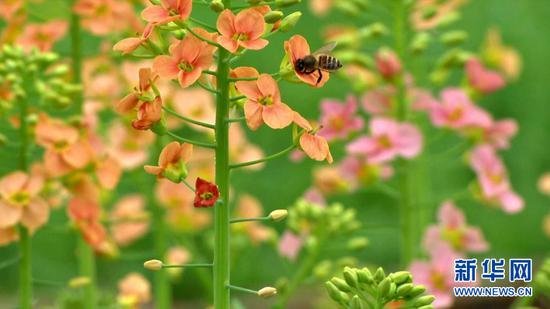 ͼΪ��ֲ�Ĳ�ɫ�Ͳˡ��»������������� �㣩