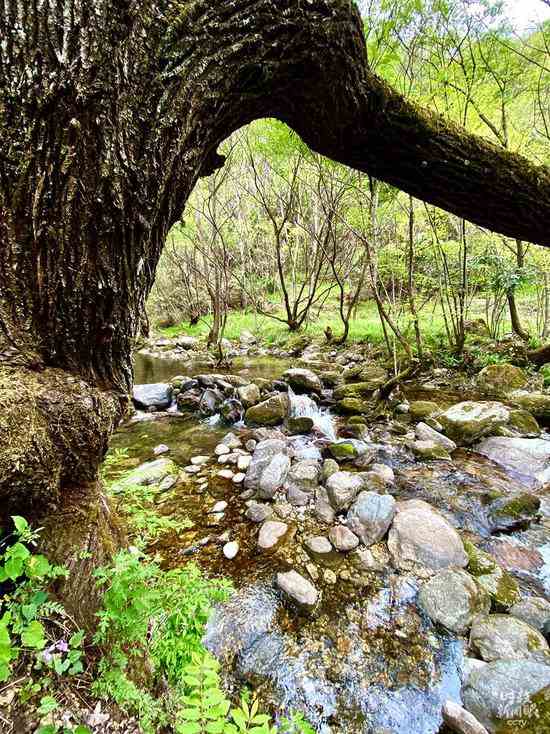 ������ţ�������Ҽ���Ȼ���������Ĺȱ�̶��������ף���ʯ��ᾡ�����̨���Ӽ�����������������㣩